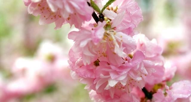《樱花祭》——寻找爱情的故事