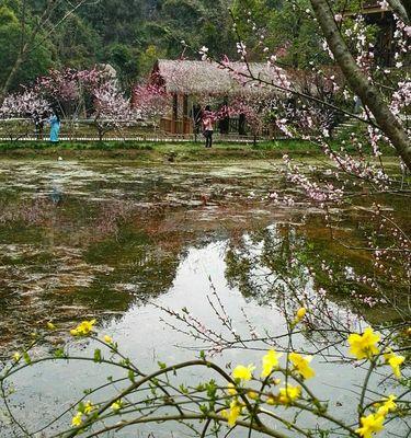 我心中的桃花源：一位流浪者的奇幻之旅