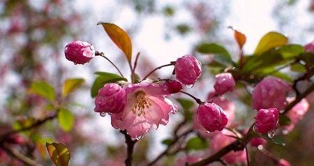 春雨中的成长之路（春雨中的成长之路）