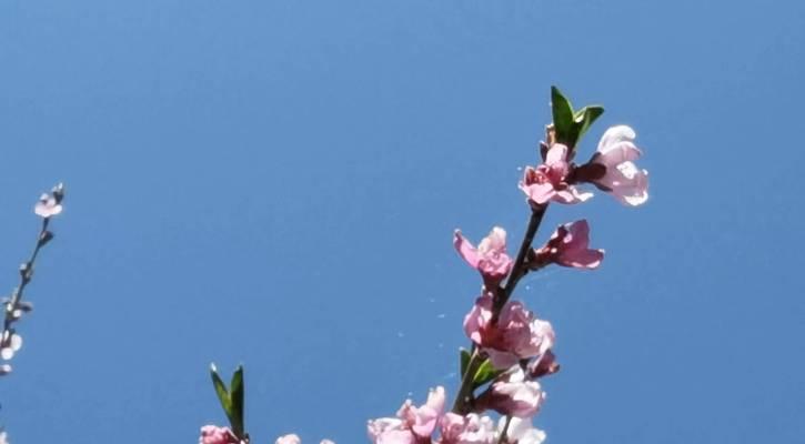 夏日的清晨（阳光下的幸福时光）