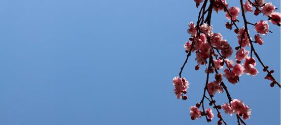 美好绽放的记忆（岁月中的珍贵瞬间）