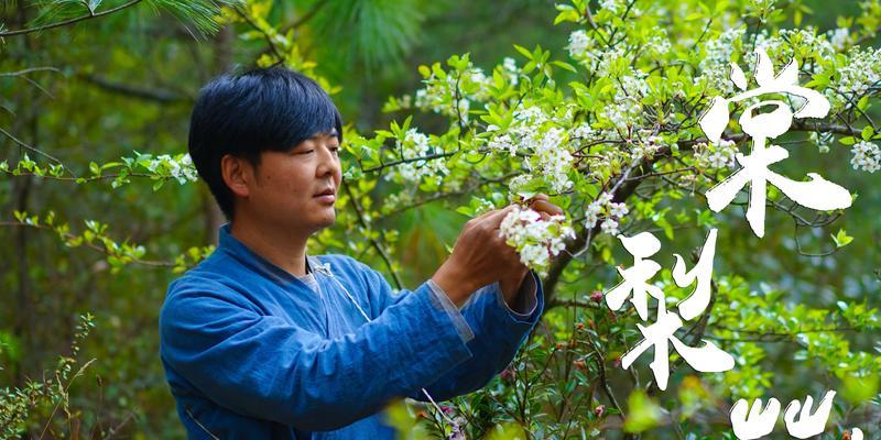 棠梨花开·春意盎然（山间探寻·生命重生）
