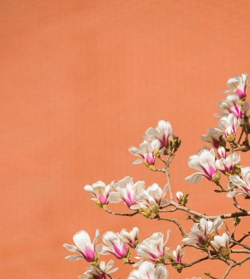 花香漫溢：春日芳华