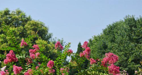 花香满溢的小镇（让你欲罢不能的芬芳）