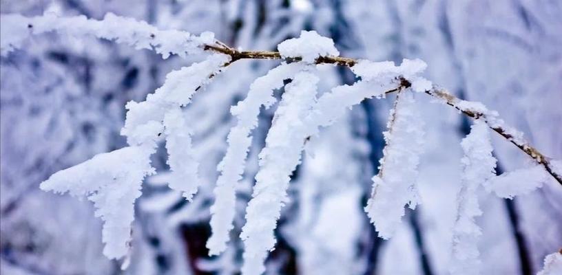一场暴雪，一份成长（她在寒冬中绽放出最美的花朵）