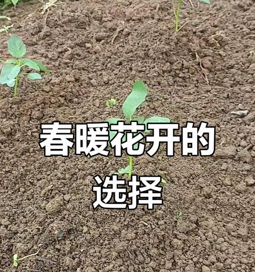 希望，让生命更加美好（希望，让生命更加美好）