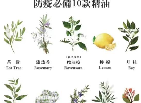 一缕芬芳（内涵香气的故事）