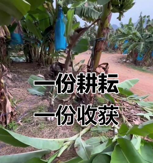 种草莓，收获满满（小女孩的成长之路）