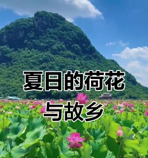 家乡荷塘的美好（夏日里的莲叶与荷花）