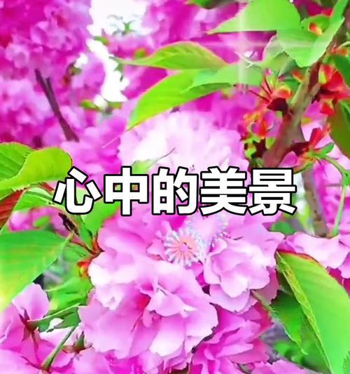 心中的风景（一场关于美丽与情感的故事）