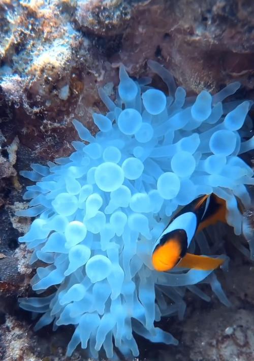 探险家与神秘生物的对决（探险家与神秘生物的对决）